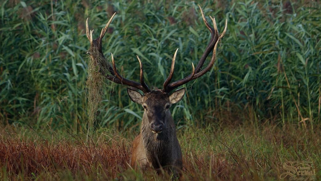 10th International Deer Biology Congress First announcement and Call for abstracts