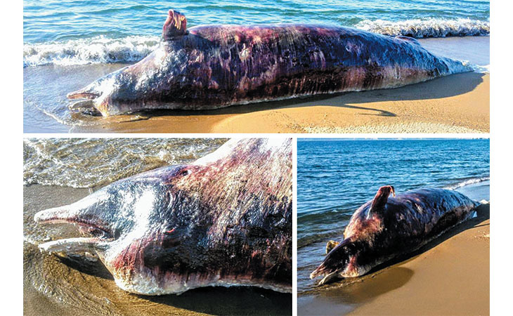 В Российских водах обнаружен новый вид китообразных рода Berardius