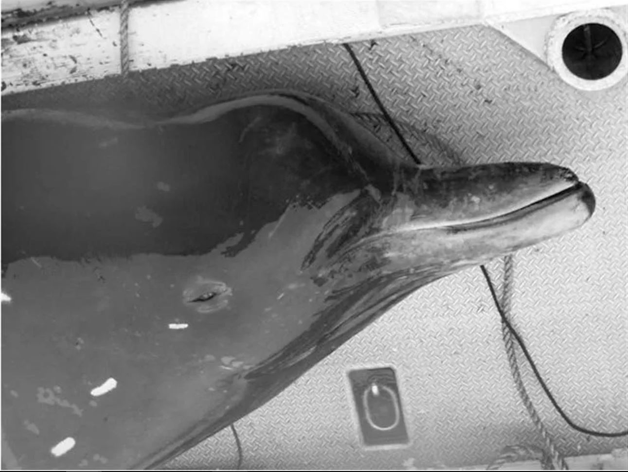 Новый вид близ берегов России