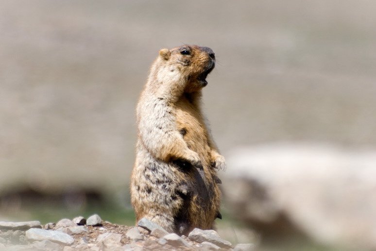 Международная конференция по роду Marmota