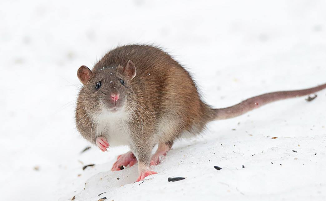 С Новым Годом!