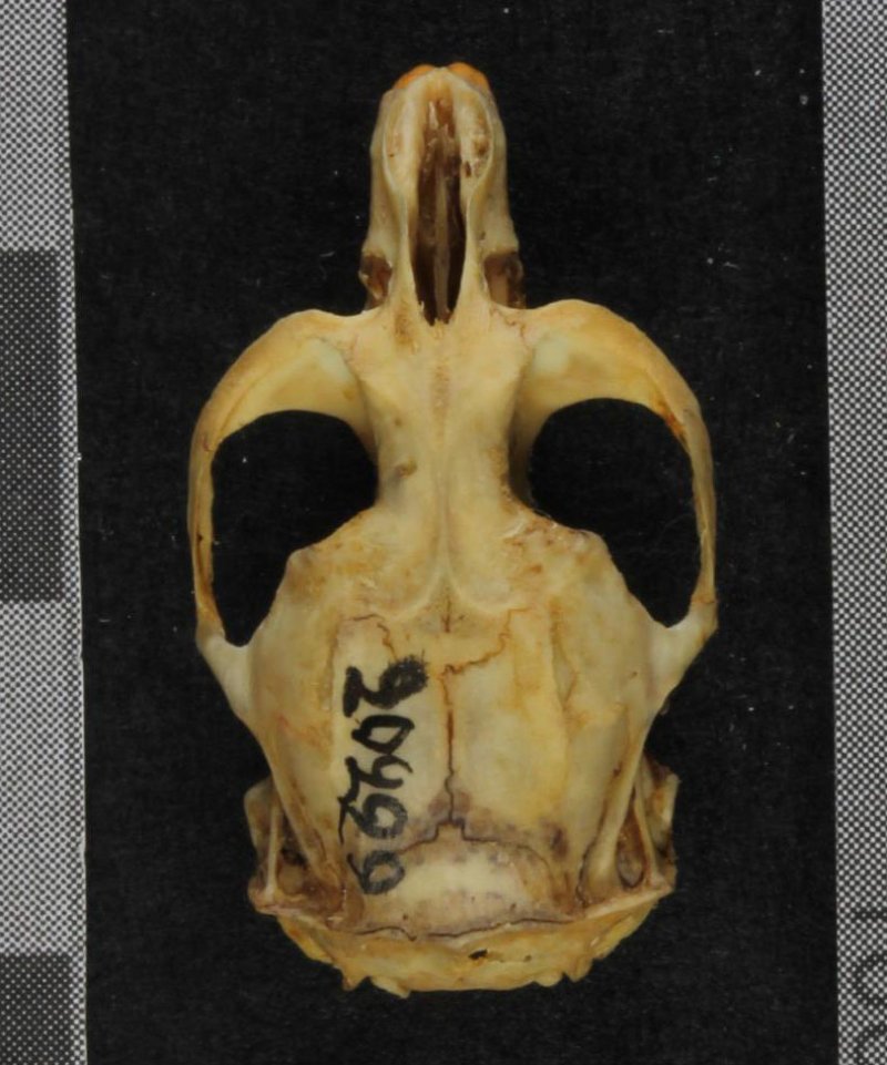 Новый вид полёвок