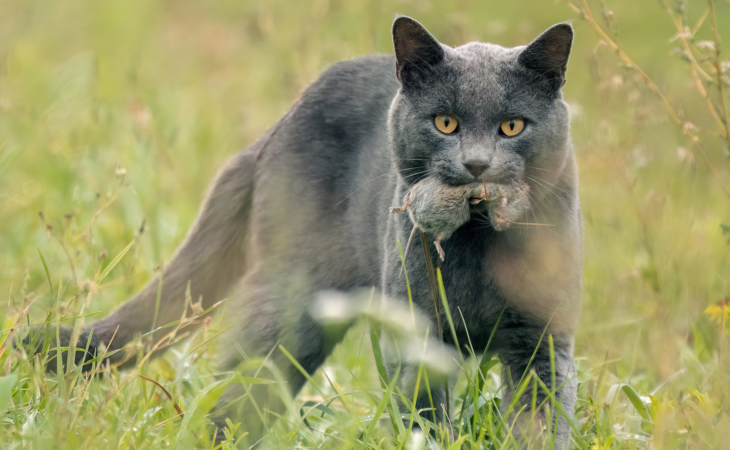 Мышь - не проходите мимо!