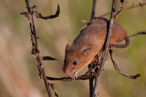 8-й Европейский Териологический Конгресс
