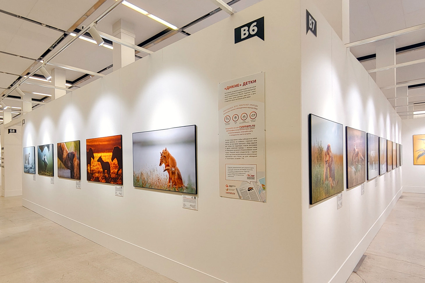 «Млекопитающие России» на Фестивале «Первозданная Россия»