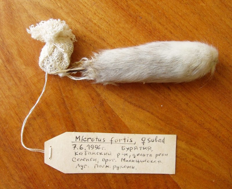 Передовые практики и перспективы использования зоологических коллекций