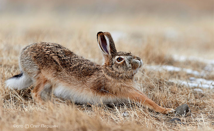 «Первозданная Россия»: Зайцы и их родня
