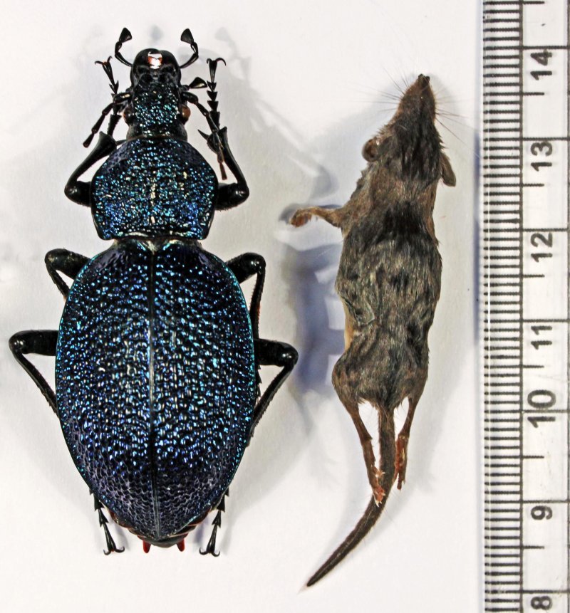 Карликовая многозубка – новый вид фауны России