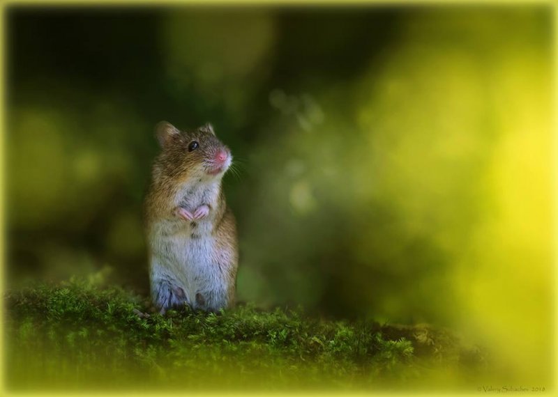 Научная конференция «Млекопитающие России: фаунистика и вопросы териогеографии»